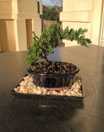 My tree was delivered! Definitely doesn't look like the photo on ftd, but hopefully can be pruned accordingly. 