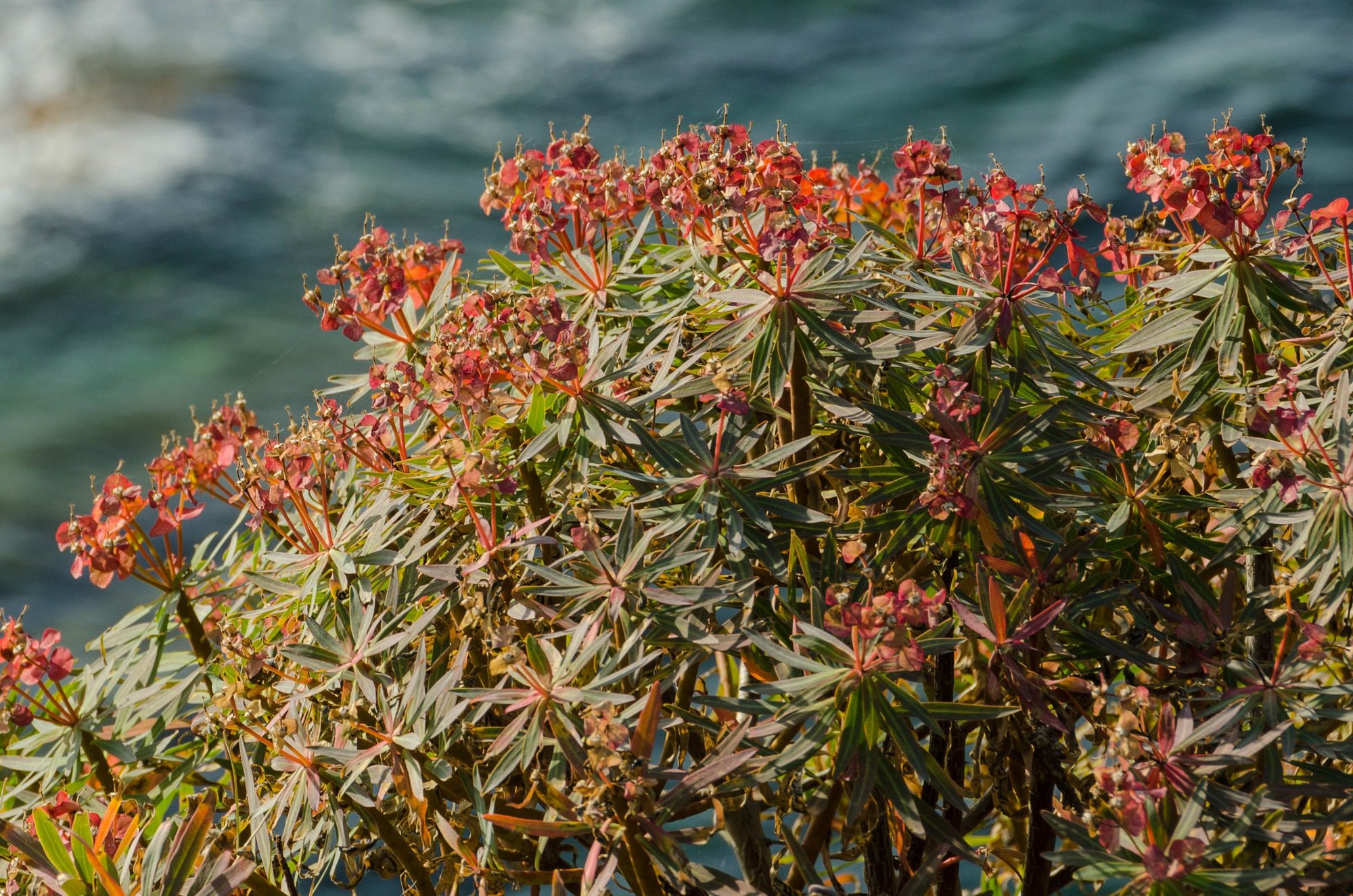 Down below this bush were some snazzy boats and yachts.