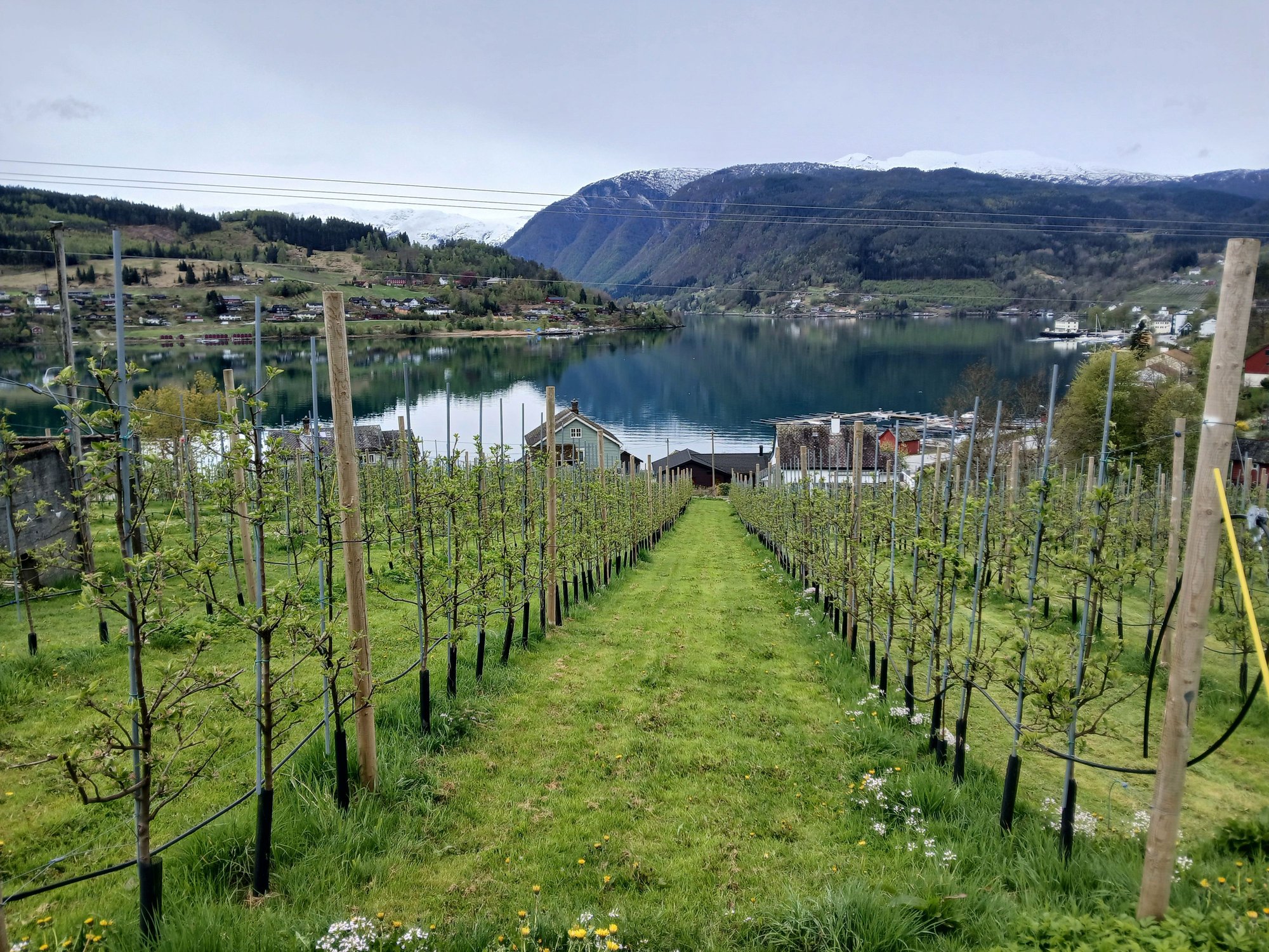 Set amidst orchards