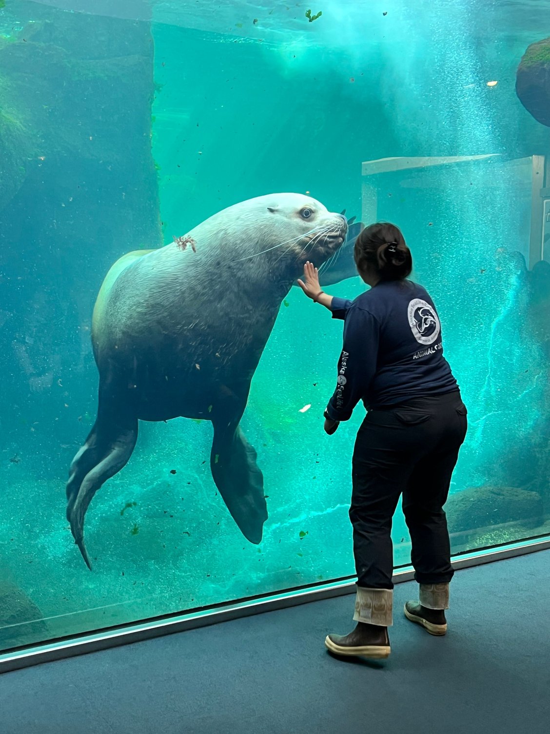 Stellar sea lion inside Alaska SeaLife center