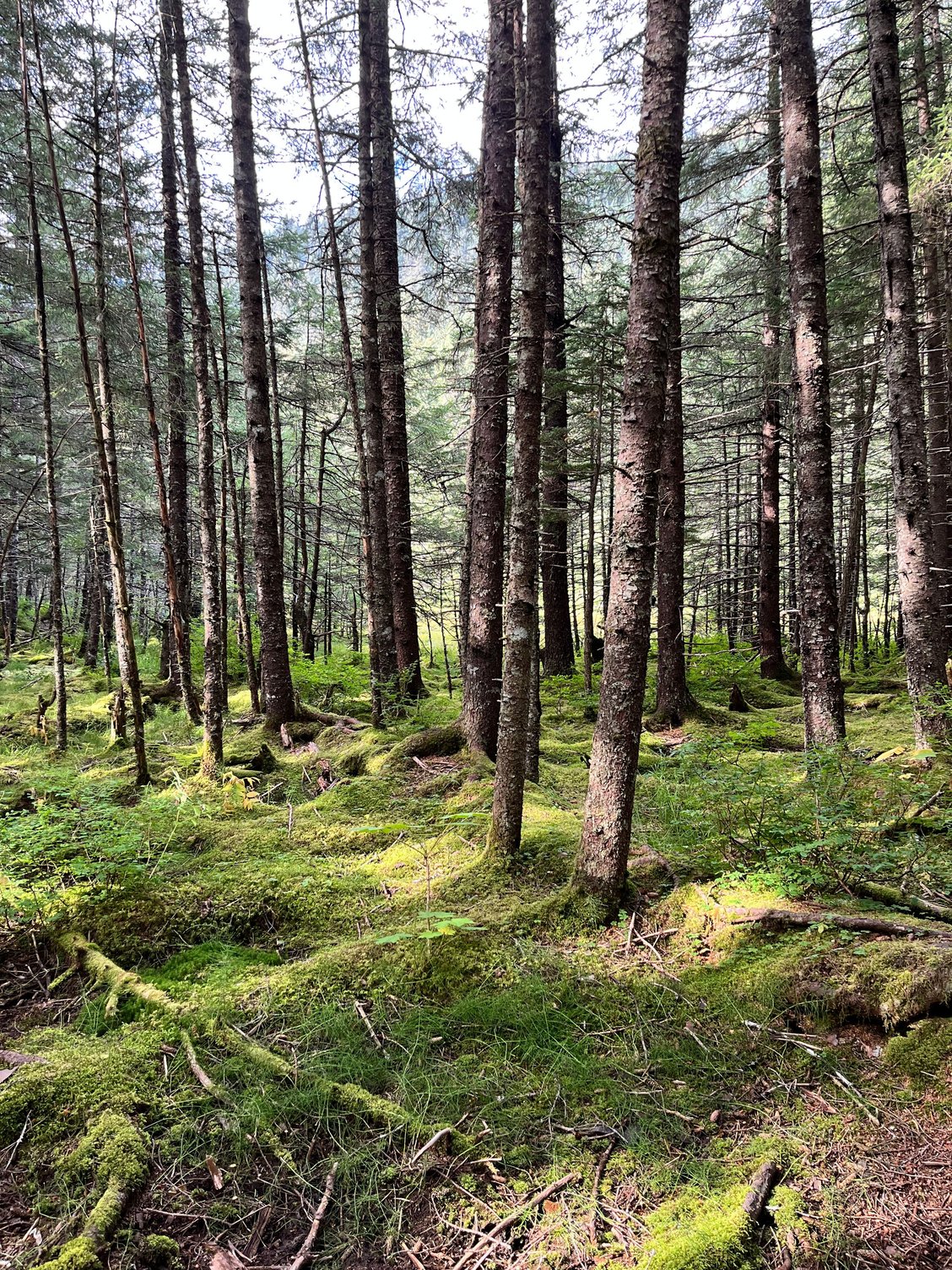 Two lakes trail in Seward