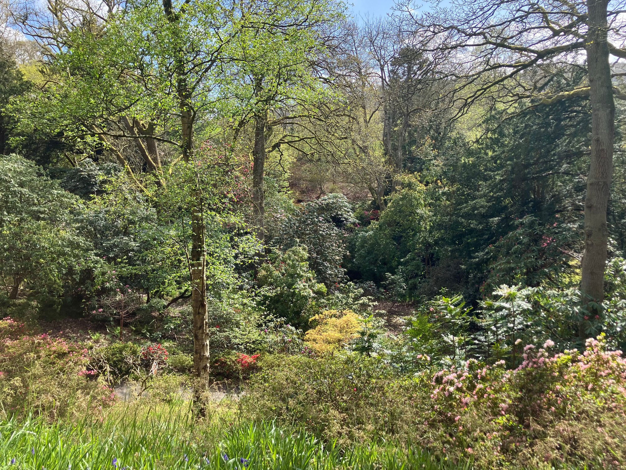 Walking in the woodland area