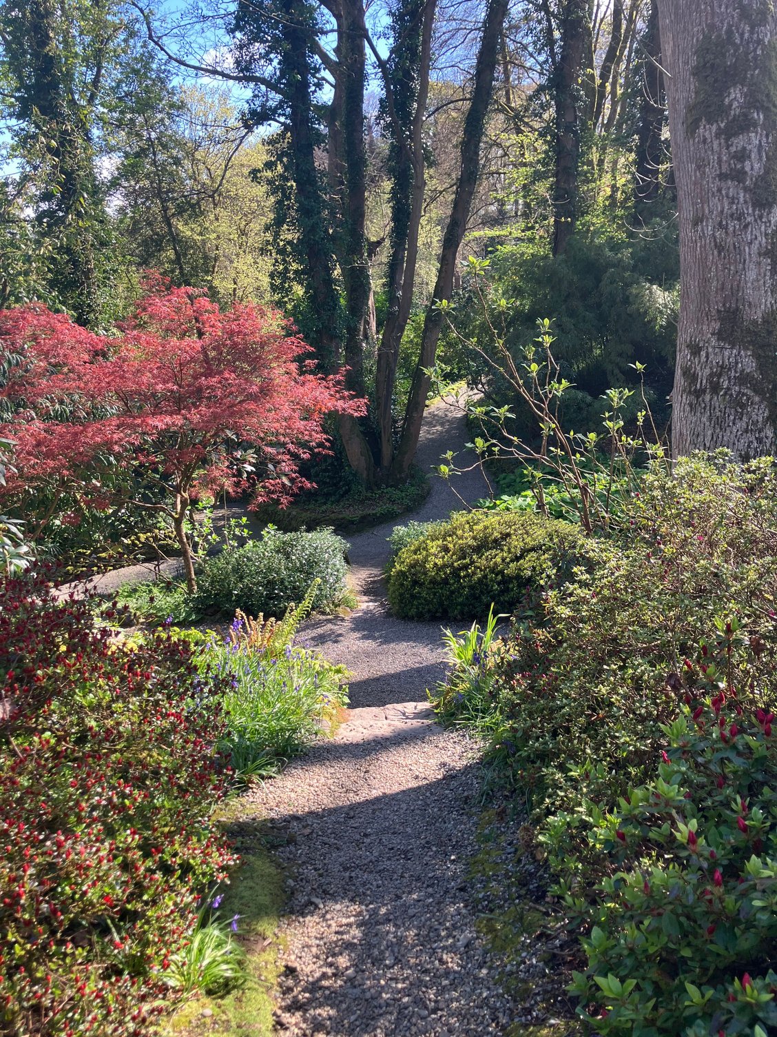 Plas Cadnant - valley garden
