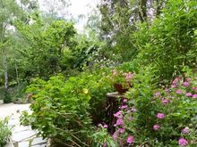 Geraniums and more in a sunnier spot