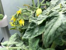 My first tiny tomato!  As of this morning I now have about twelve new ones.