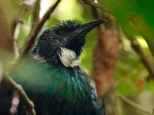 Tui