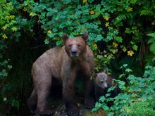 Don’t be messing with Mama Bear