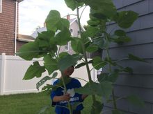 Our 3 sunflowers (grown from seeds)- the tallest one in the middle is now almost 7 feet and finally putting out a bud. I hope there will be more than 1 bud per plant??? This is our first time successfully growing sunflowers 🌻🌻🌻