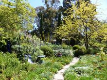 Hot part of the garden, echiums flowering 