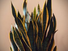 Snake plant is an indoor Gemini

Around here we call her RP (Resident Psychiatrist)

