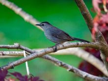 Gray Catbird. Can’t remember seeing this bird before.