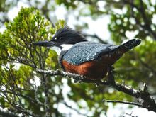 Walking to this glacier pt be a pod birding trail, too. A Ringed Kingfisher 