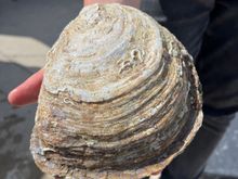 Forty year old oyster