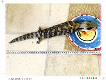 As if s/he knew I was telling you about him this morning ... here’s one of the Blue Tongues.  45cm.  He has a few little toes missing, doesn’t seem to bother him.