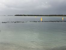 Wild ducks on the Broadwater- Gold Coast.
