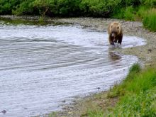 Bear watching Katmai