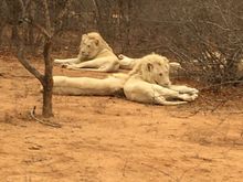 White loins..very rare