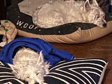 So where do the photos go when they disappear?! Sleepy Watson and Barry