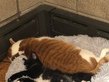 Alice and her new best friend Oscar