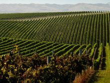 Yerling Vineyards bear Blenheim in the northern part of the South Island.