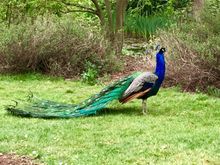 Peacocks on the lawns of Kew Gardens