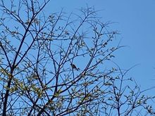 If you look closely, there is a bird friend in the top of this tree who is serenading me as I eat my Easter breakfast. 