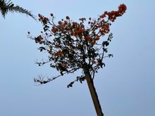 No plant left behind 


