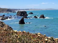 Wild flowers were beautiful along the Sonoma Coast.