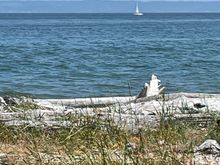 My beach. Point No Point.  I like to do my walking here. 