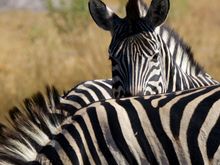 Loved the zebras