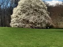 ‘Easter Egg’ Magnolia (Wadda hybrid)