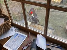 This guy would occasionally show up at my window feeder. Lately, he’s been coming several times a day. When he bangs on the feeder it sounds like someone is knocking on our front door.