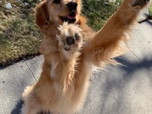 Paws up if you love dogs. This is silly Lily.