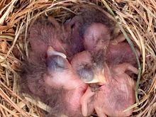 Amazing to me that all five eggshells are completely gone. Bluebirds are apparently very neat and tidy homeowners. Anyway, hard to count the exact number in there, but all were moving and I think there are five.