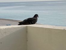 My pigeon friend “nesting” on our balcony wall.