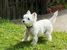 The new addition to the pack