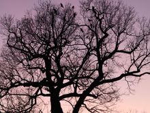 DH was going through photos and video to make his next video to go with music and found this sunset photo. It is from Wurzburg, Germany in the gardens behind the Residence palace. 