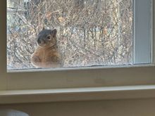 Like Florida’s pigeons, this squirrel visits periodically and di again this morning. 