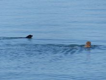 Swimming with his dog