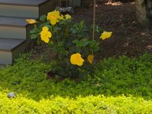 Happy hibiscus and creeping fig