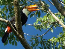 A different Toucan