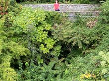 So lush it’s almost tropical 