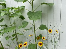 Wildflower 4 (yellow with dark center); sunflowers in the back now at 4' tall)