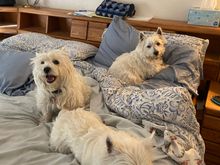 My support team. Thank you everyone for your positive thoughts for my DH and me