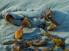 Long Beach is part of Pacific Rim National Park and is beloved by surfers.