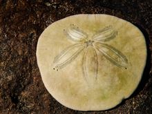 Starfish can be found on Big Beach.