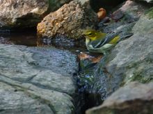 Black-throated Green Warbler