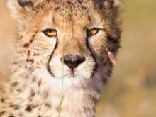 Hiding behind the grass