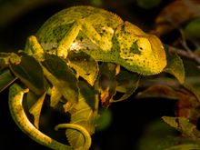A chameleon during a night drive