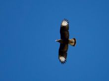 I forget the name of this bird